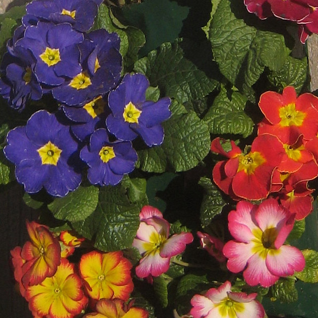 Für den Garten